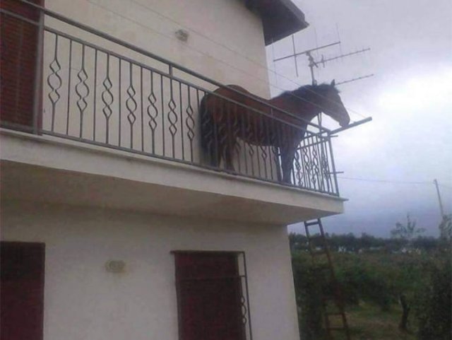 Animals That Came To The Dark Side (44 pics)