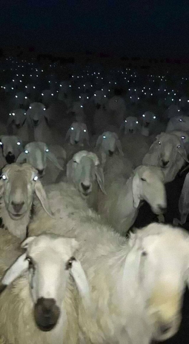 Animals That Came To The Dark Side (44 pics)