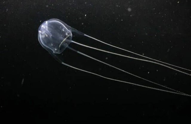 Oceanic Nightmares (28 pics)