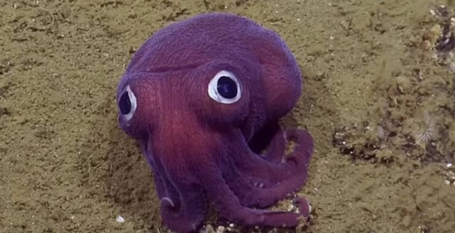 Oceanic Nightmares (28 pics)