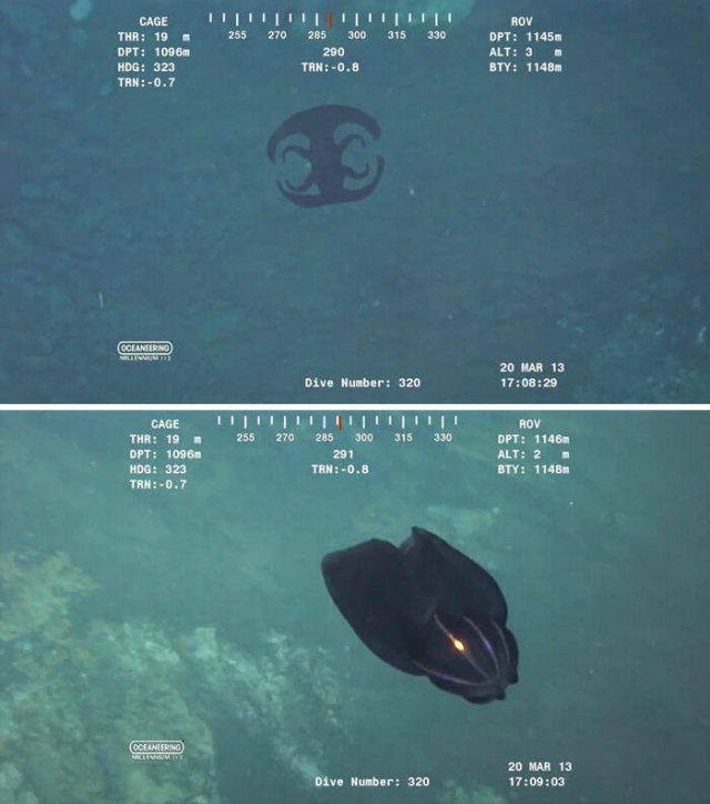 Oceanic Nightmares (28 pics)