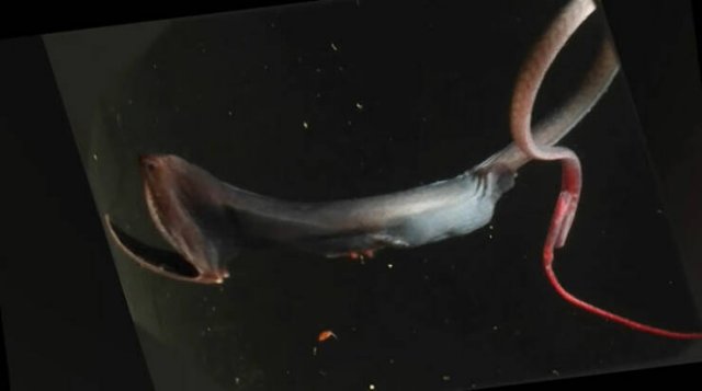 Oceanic Nightmares (28 pics)