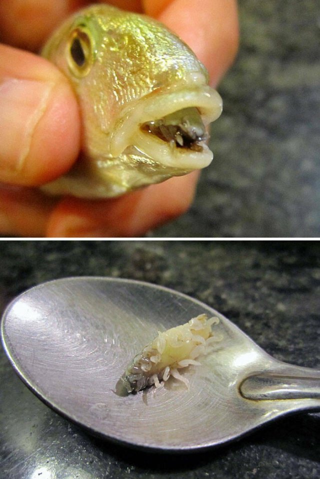 Oceanic Nightmares (28 pics)