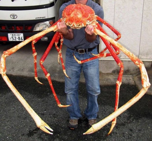 Oceanic Nightmares (28 pics)