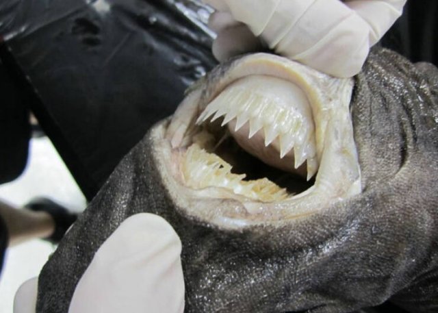 Oceanic Nightmares (28 pics)