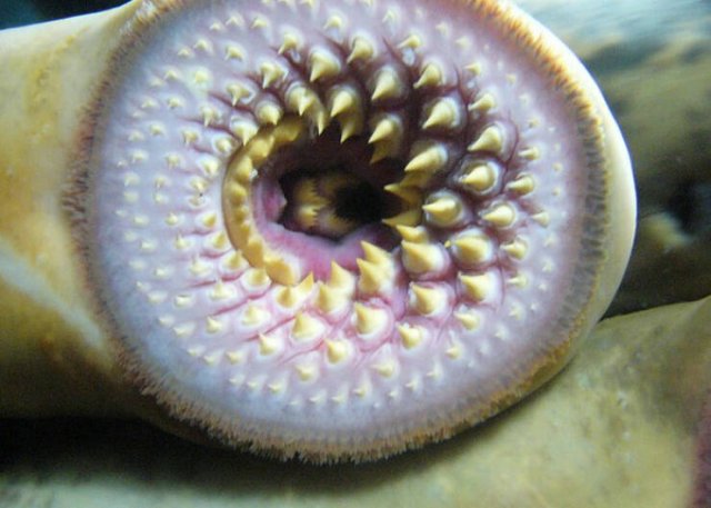 Oceanic Nightmares (28 pics)