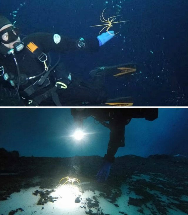 Oceanic Nightmares (28 pics)