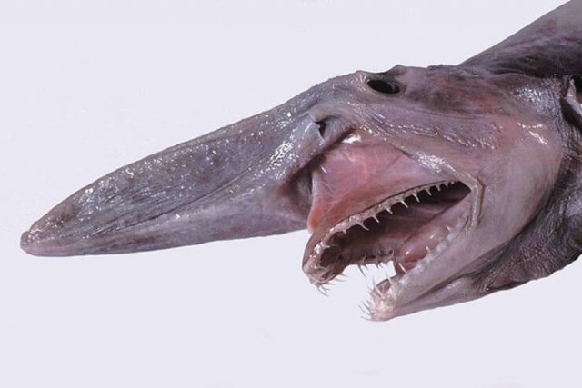 Oceanic Nightmares (28 pics)