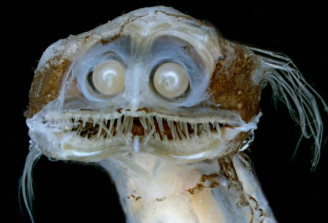 Oceanic Nightmares (28 pics)