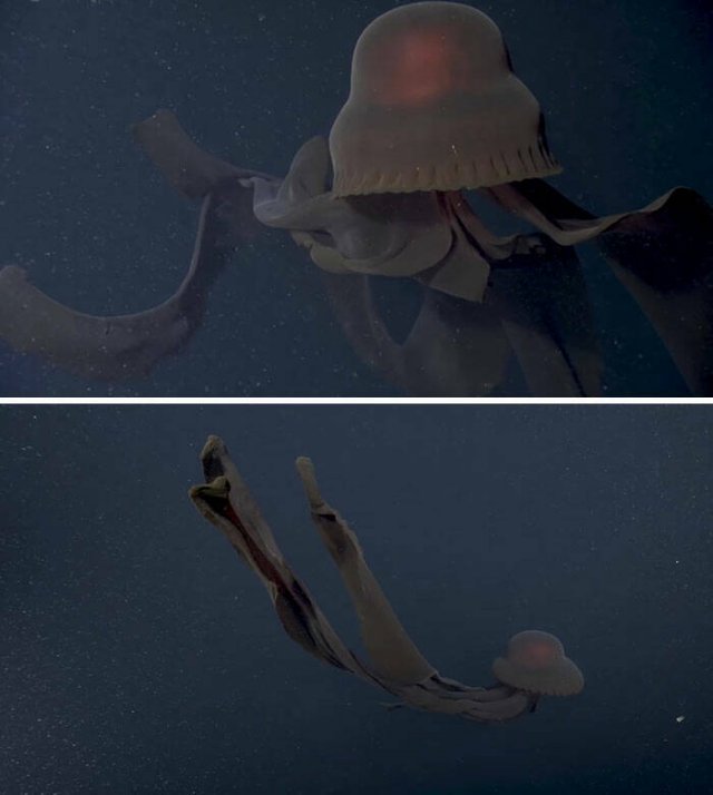 Oceanic Nightmares (28 pics)