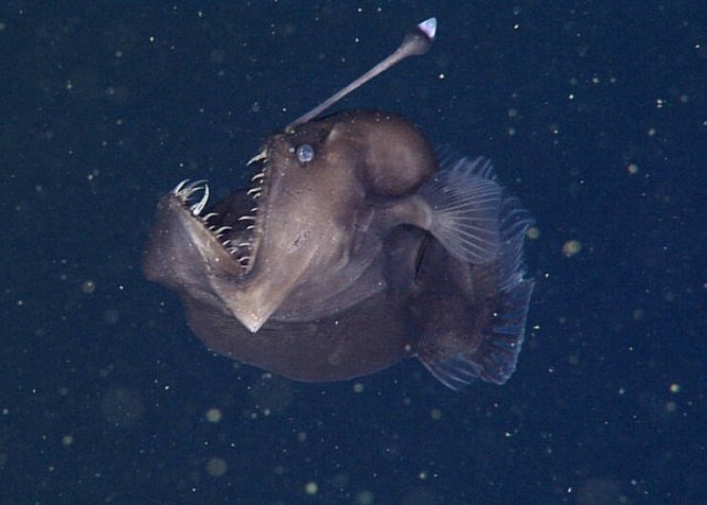 Oceanic Nightmares (28 pics)