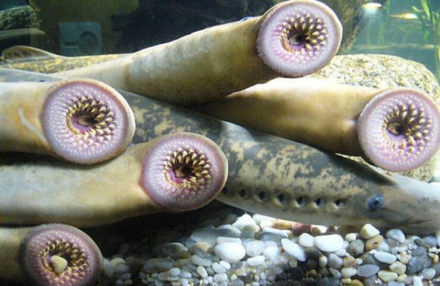 Oceanic Nightmares (28 pics)