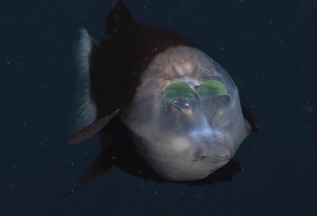 Oceanic Nightmares (28 pics)