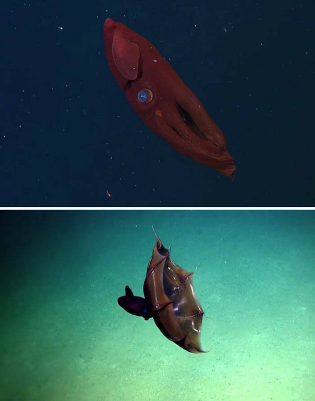 Oceanic Nightmares (28 pics)