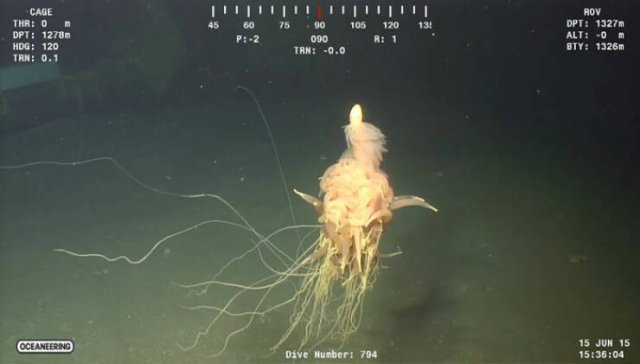 Oceanic Nightmares (28 pics)