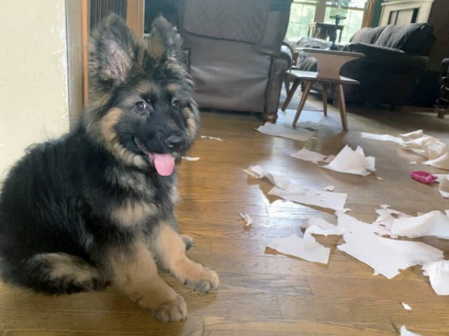 Brazen Dogs (24 pics)