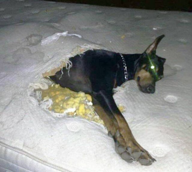 Brazen Dogs (24 pics)