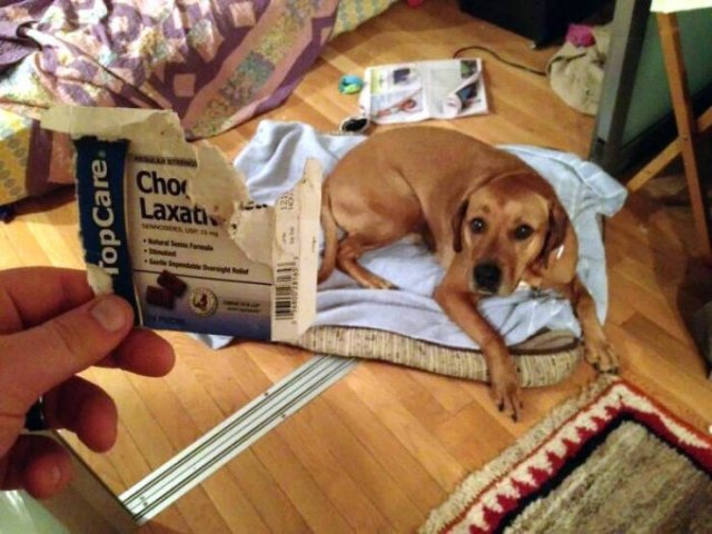 Brazen Dogs (24 pics)