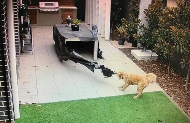 Brazen Dogs (24 pics)