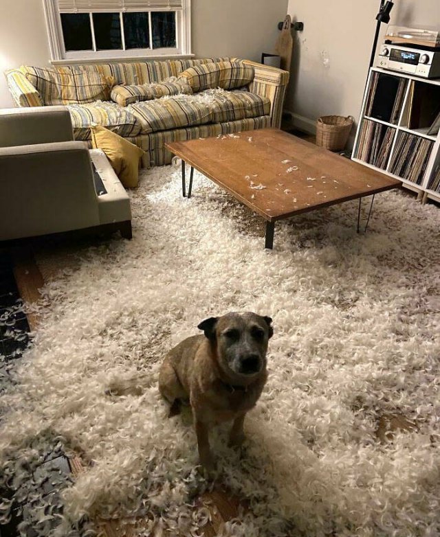 Brazen Dogs (24 pics)