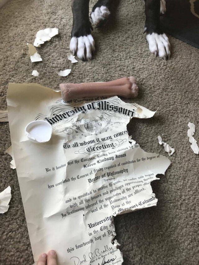 Brazen Dogs (24 pics)