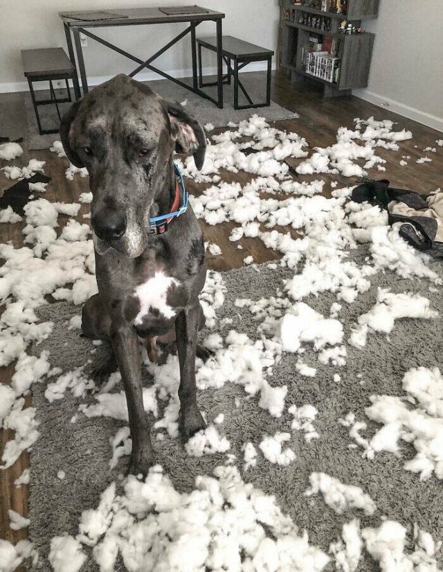 Brazen Dogs (24 pics)