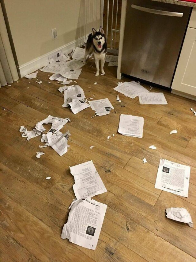 Brazen Dogs (24 pics)
