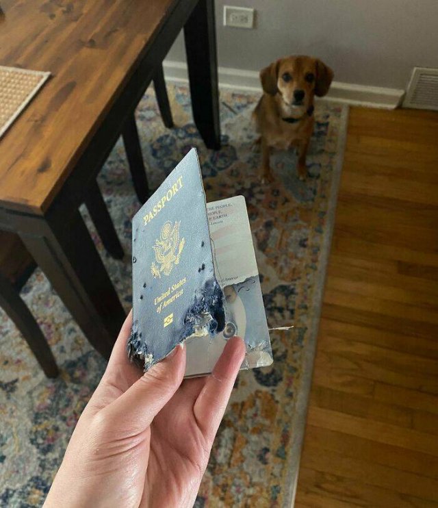 Brazen Dogs (24 pics)