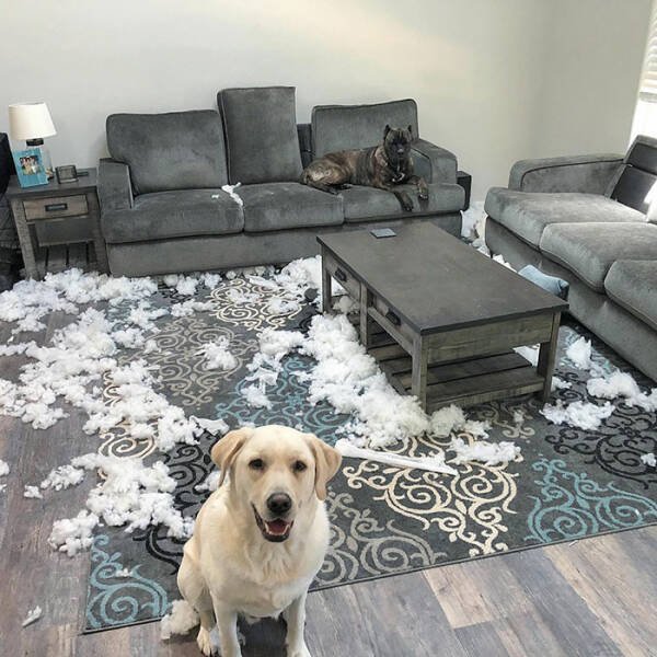 Brazen Dogs (24 pics)