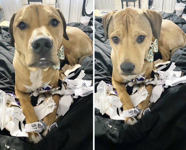 Brazen Dogs (24 pics)