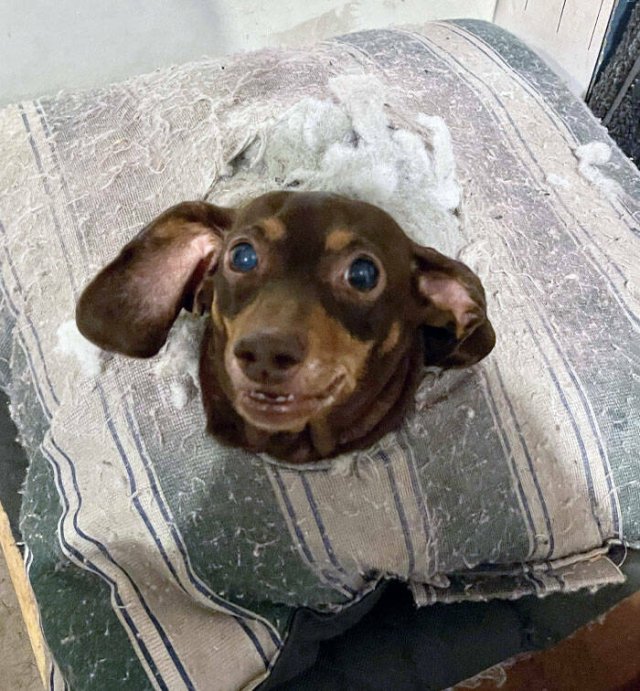 Brazen Dogs (24 pics)