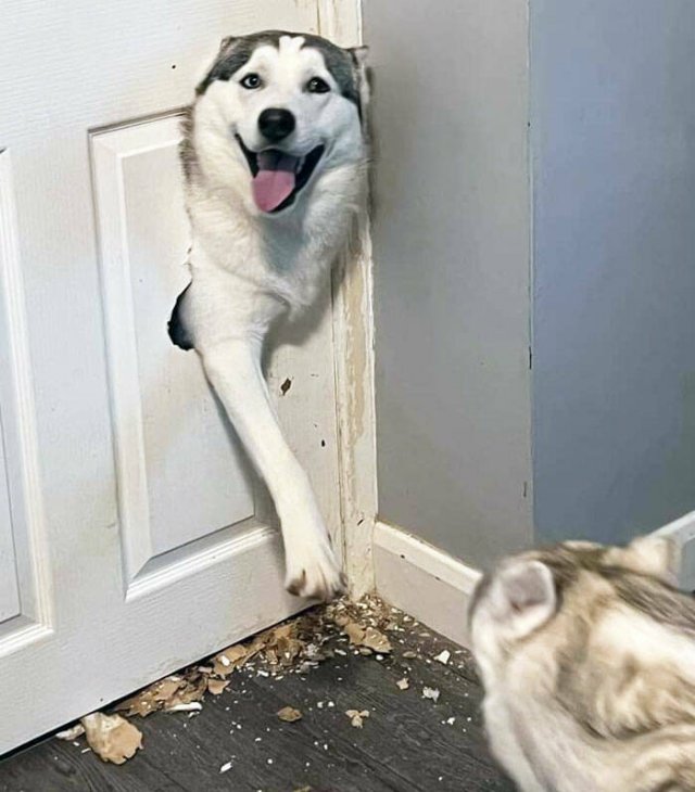 Brazen Dogs (24 pics)