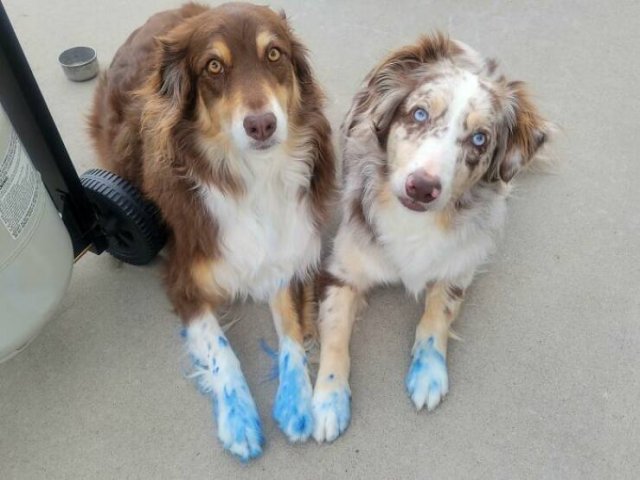 Brazen Dogs (24 pics)
