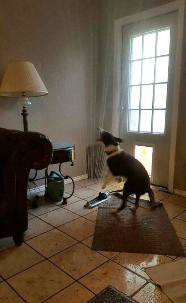 Brazen Dogs (24 pics)