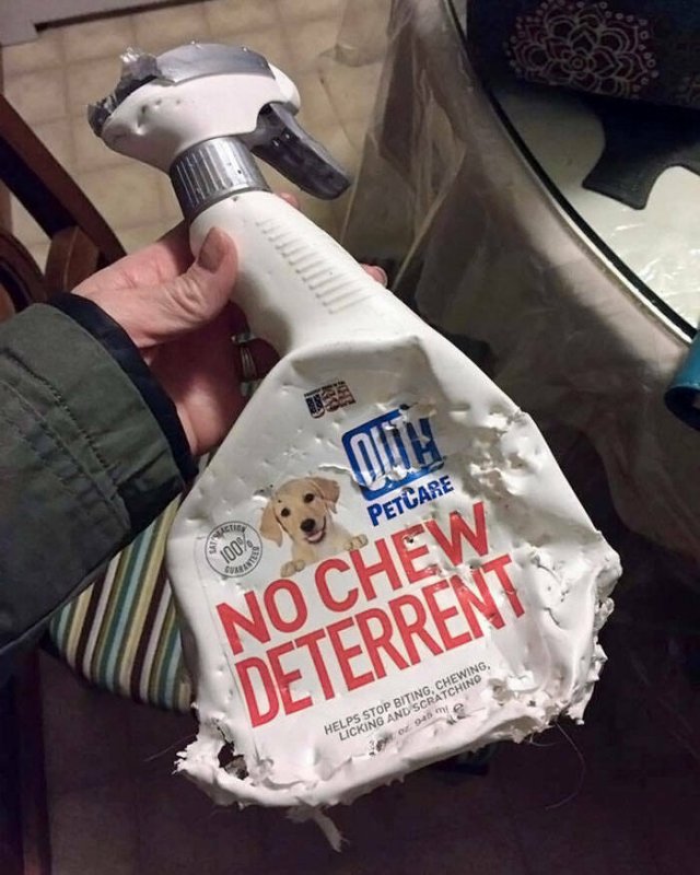 Brazen Dogs (24 pics)