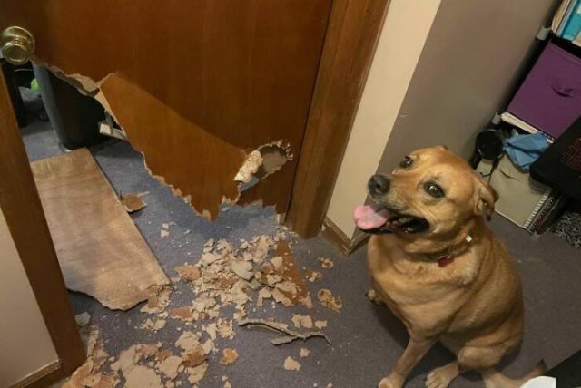 Brazen Dogs (24 pics)
