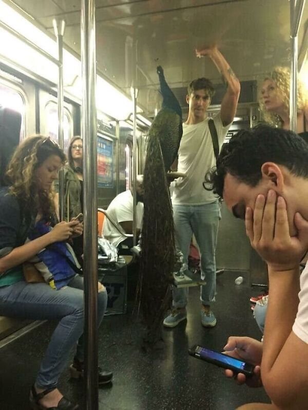 Weird People In The Subway (33 pics)