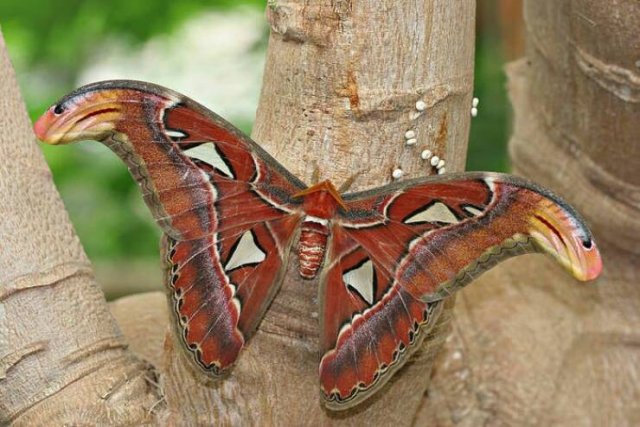 Interesting Facts And Photos (26 pics) Interesting Facts And Photos (26 pics)