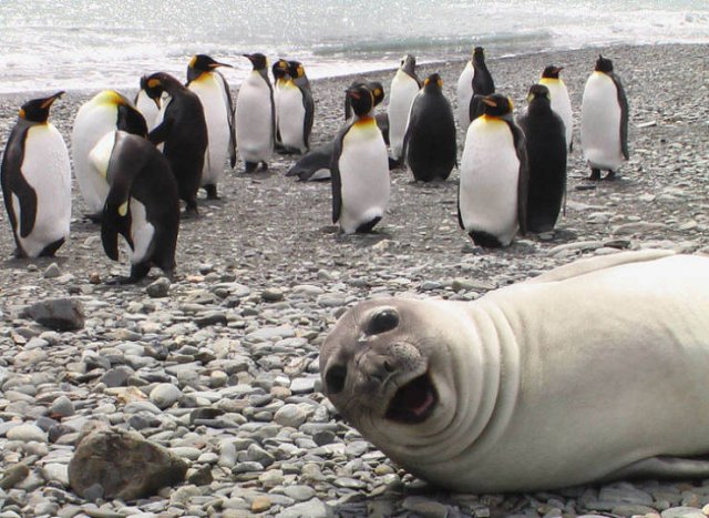 Funny Photobombs With Animals (20 pics) Funny Photobombs With Animals (20 pics)