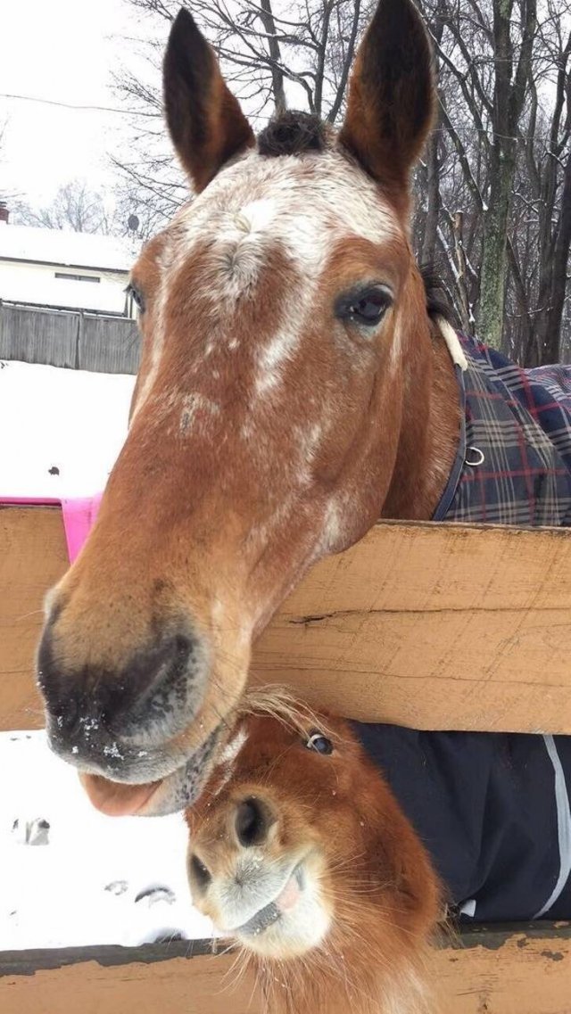 Funny Photobombs With Animals (20 pics) Funny Photobombs With Animals (20 pics)
