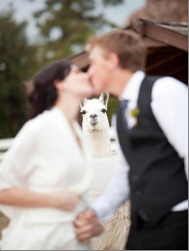 Funny Photobombs With Animals (20 pics) Funny Photobombs With Animals (20 pics)