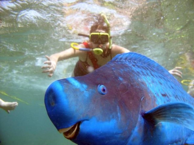 Funny Photobombs With Animals (20 pics) Funny Photobombs With Animals (20 pics)