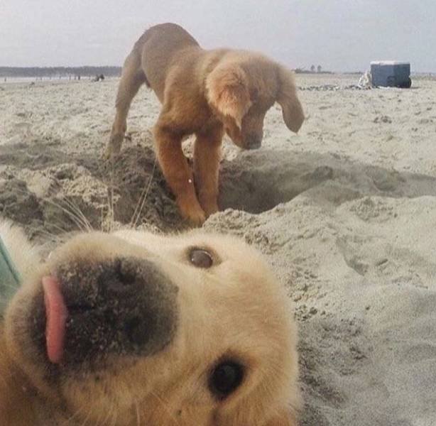 Funny Photobombs With Animals (20 pics) Funny Photobombs With Animals (20 pics)