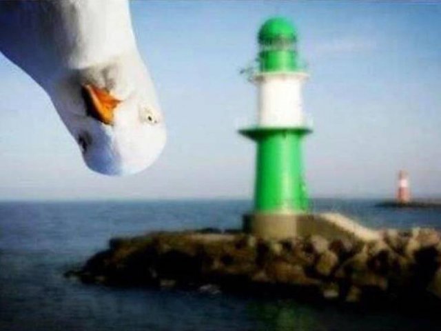 Funny Photobombs With Animals (20 pics) Funny Photobombs With Animals (20 pics)