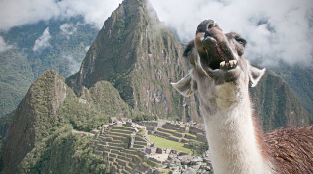 Funny Photobombs With Animals (20 pics) Funny Photobombs With Animals (20 pics)