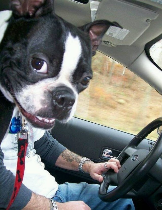 Funny Photobombs With Animals (20 pics) Funny Photobombs With Animals (20 pics)