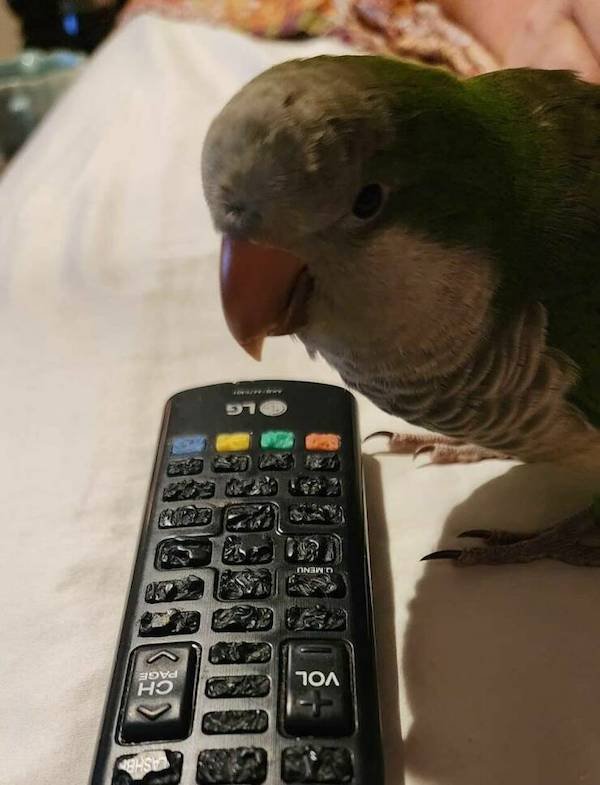 Funny Animals (50 pics)
