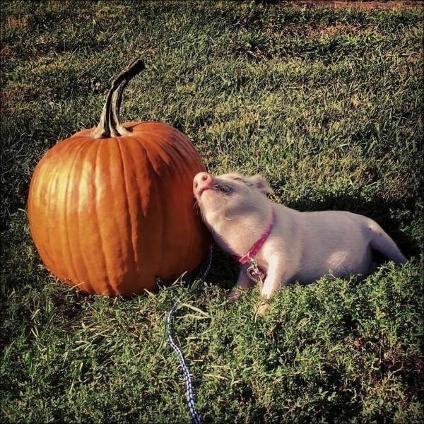 Funny Animals (50 pics)