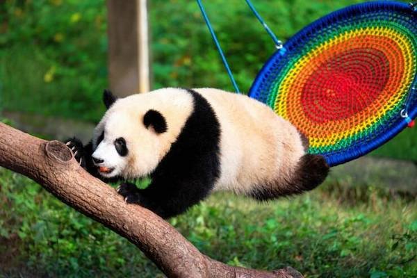 Funny Animals (50 pics)
