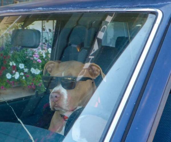 Funny Animals (50 pics)